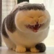 看我干嘛z