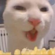 小猫吃玉米
