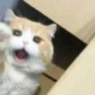 清茴