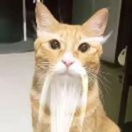 原味小猫堡