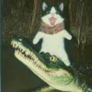 猫猫大王i