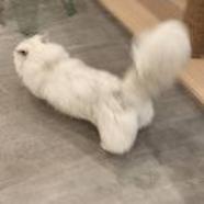 浅浅混