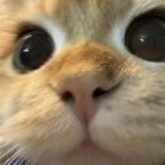 -辟邪-