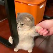 nabdghjo