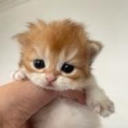 猫饼dthcduj