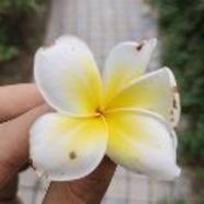 唥葉