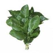 爱吃香菜的小龙虾