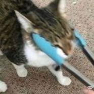 冒有啊