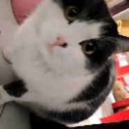 挑达