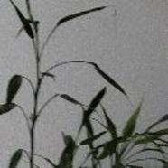 竹开富贵