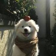 鱼23333