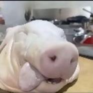 不要踩我花呗