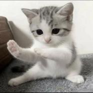 糕绿