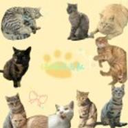 猫猫游击队