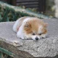 小呆机器人