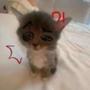 妈妈咪咪呀