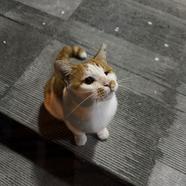 长安猫猫队