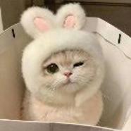 小猫专辑-