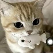 摸鱼专业户12