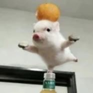 狐友169192366611903