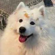 蓝银茶