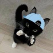 森林里的大花猫