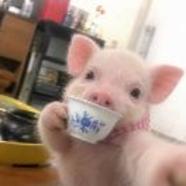 小福哼哼