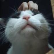 你可以叫我猫猫大王