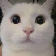 吃瓜群主776