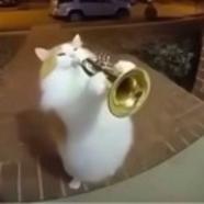 你是不是猪呢啊呀