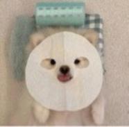 号主是只猫
