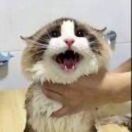 西餐二班段二胖