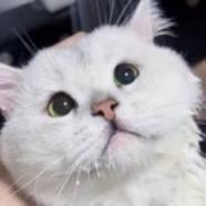 呆团团