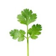雨乐leaf