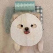 sumgnlii